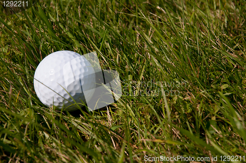 Image of Golf Ball in Rough