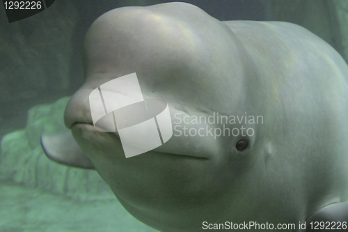 Image of beluga (Delphinapterus leucas).