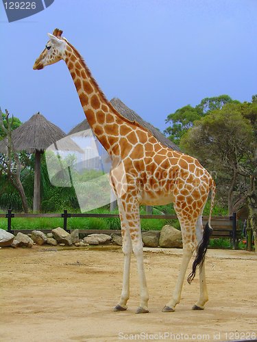 Image of Giraffe