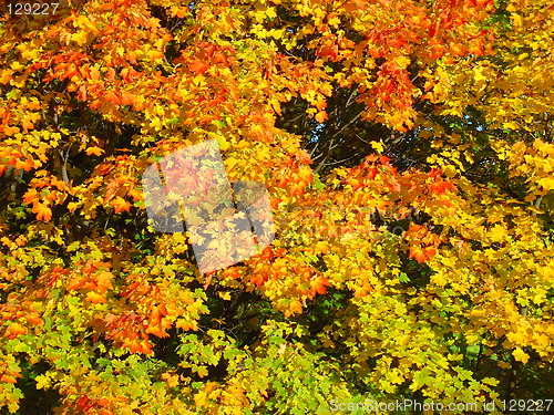 Image of Autumn leaves