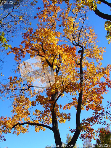 Image of Autumn tree