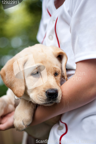 Image of Golden Yellow Lab Puppy