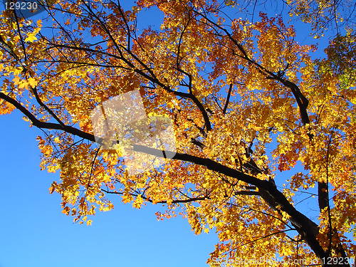 Image of Autumn tree