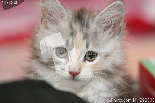 Image of little kitten