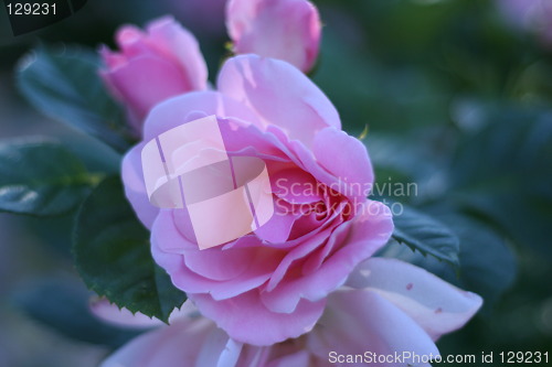 Image of Pink rose