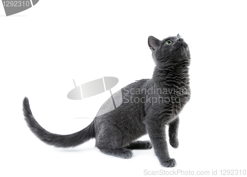 Image of russian blue kitten