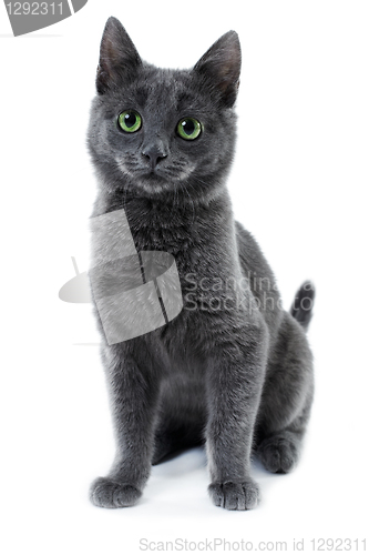 Image of russian blue kitten