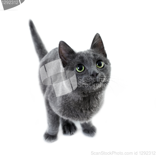 Image of russian blue kitten