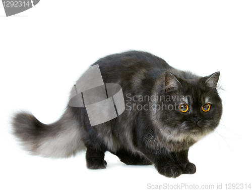 Image of british longhair cat