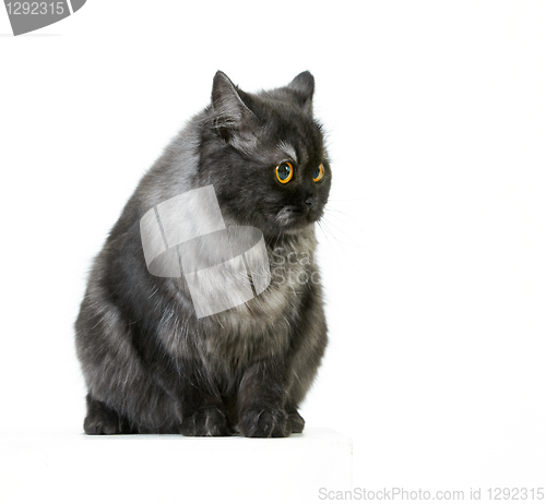 Image of british longhair cat