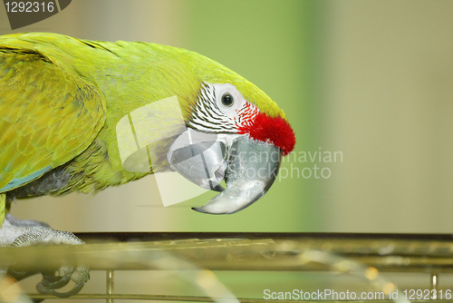 Image of green parrot