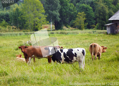 Image of cows