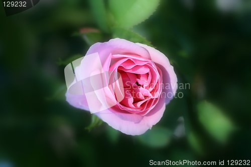 Image of Pink rose