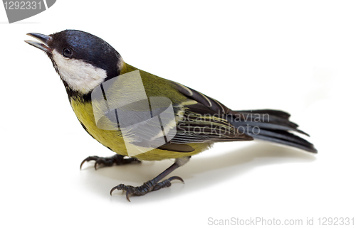 Image of Titmouse 8
