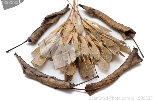 Image of autumn leaves