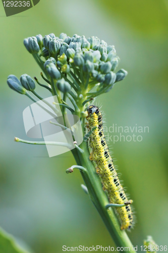 Image of yellow caterpillar