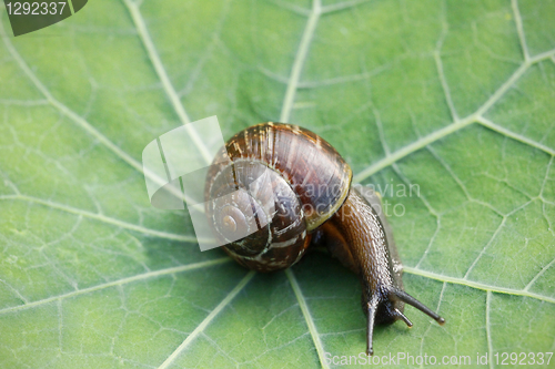 Image of snail