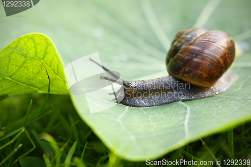 Image of snail