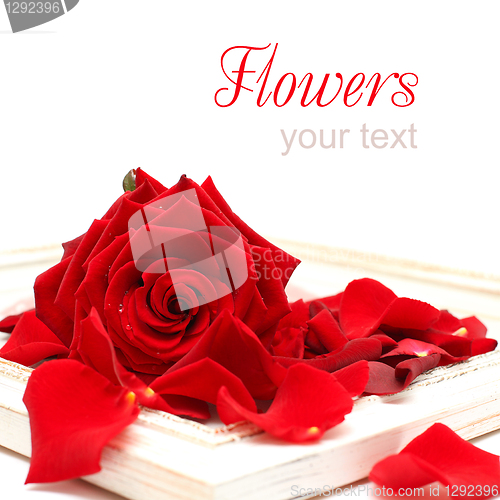 Image of Vintage Background with Red Rose Isolated