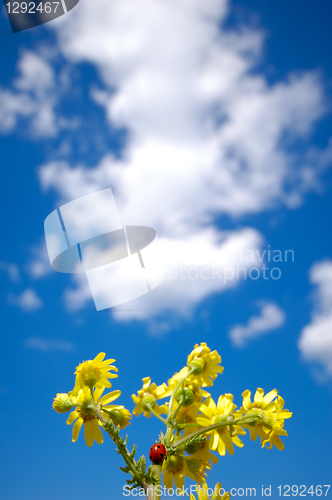 Image of Ladybug is climbing up on flowers. The sky is blue with white cl