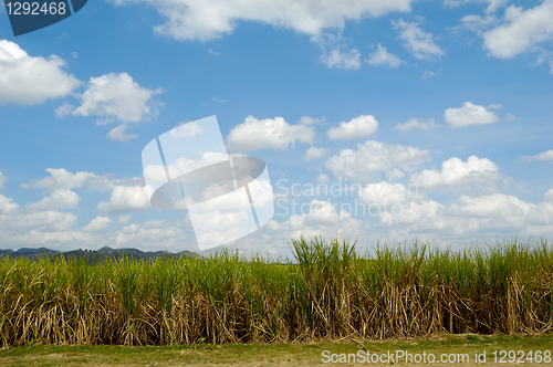 Image of Sugar cane field from the Dominican Republic