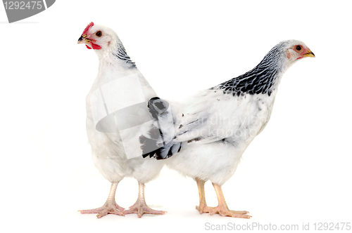 Image of Chickens