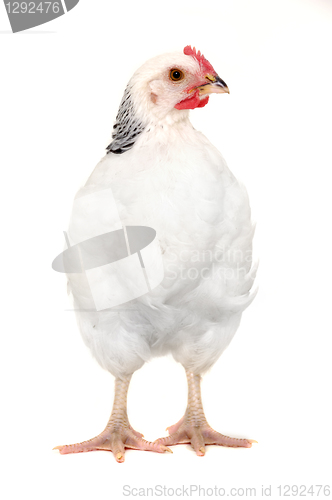 Image of chicken isolated