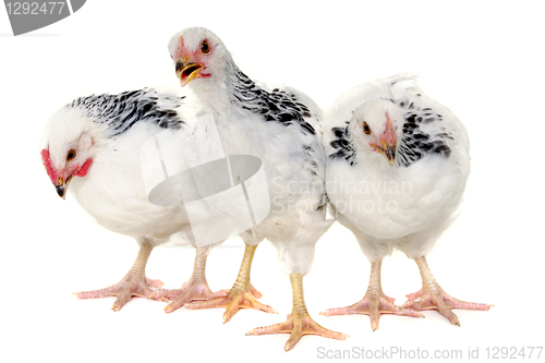 Image of Chickens on white background