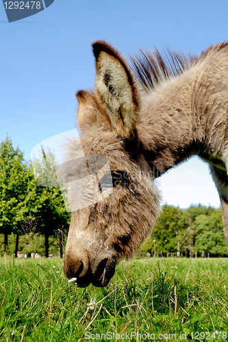 Image of Donkey eating grass