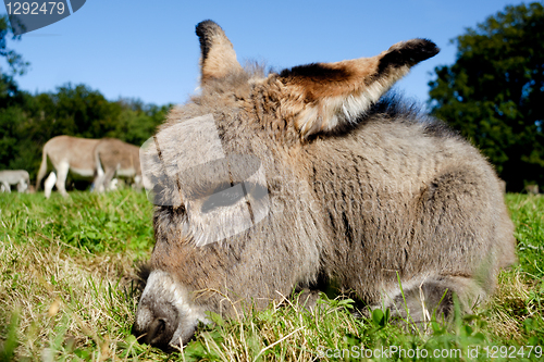 Image of Young donkey