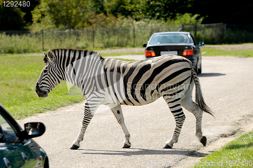 Image of Zebra is crossing road among cars