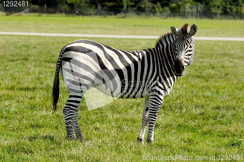 Image of Zebra