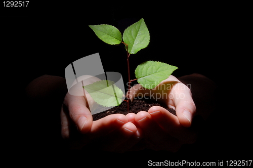 Image of hands soil and plant showing growth
