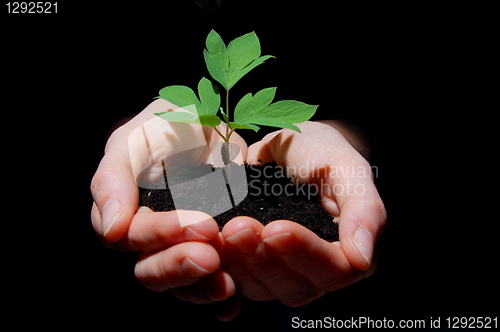 Image of young plant with soil in hands