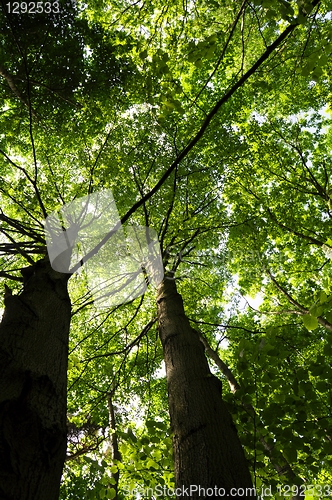 Image of trees in the woods