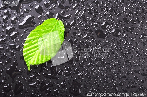 Image of leaf