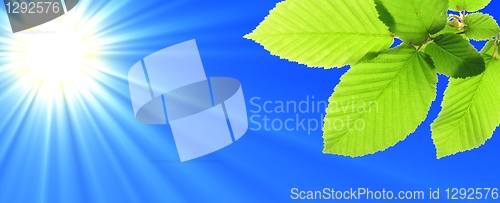 Image of blue sky and leaf
