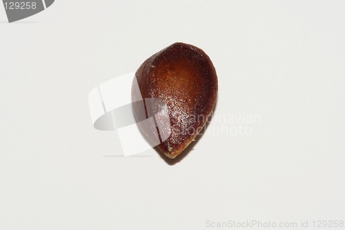 Image of seed