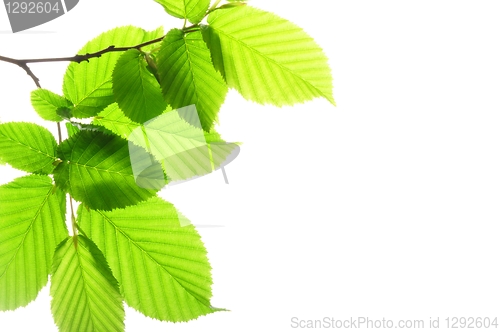 Image of green leaves