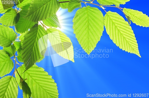 Image of leaf and blue sky