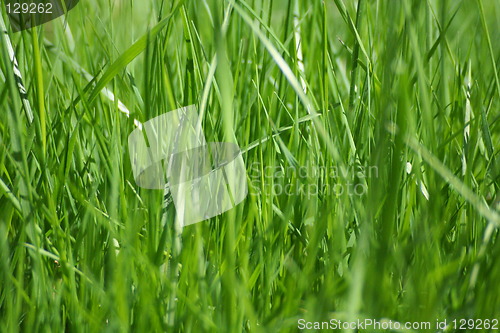 Image of Green grass