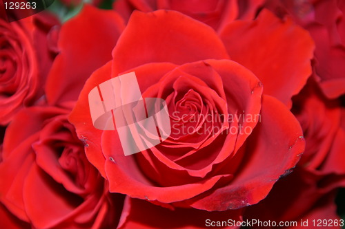 Image of rose