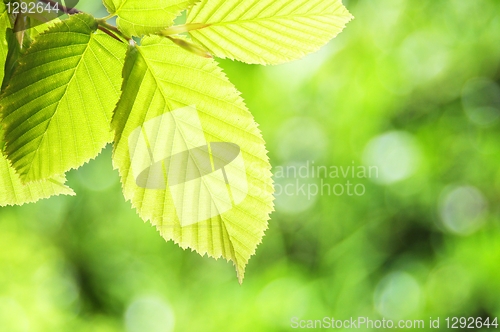 Image of green summer leaves
