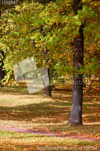 Image of forest and garden with golden leaves at fall