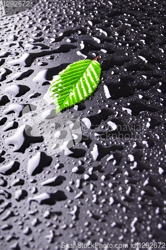 Image of leaf