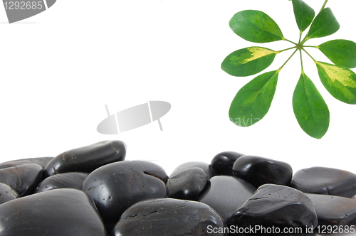 Image of stones and leaf