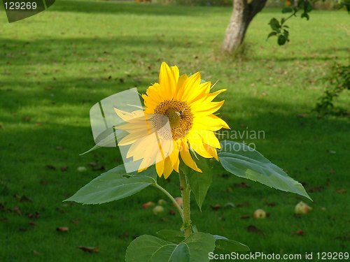 Image of Sunflower