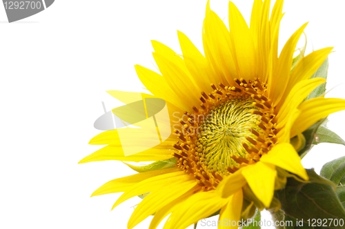 Image of sunflower