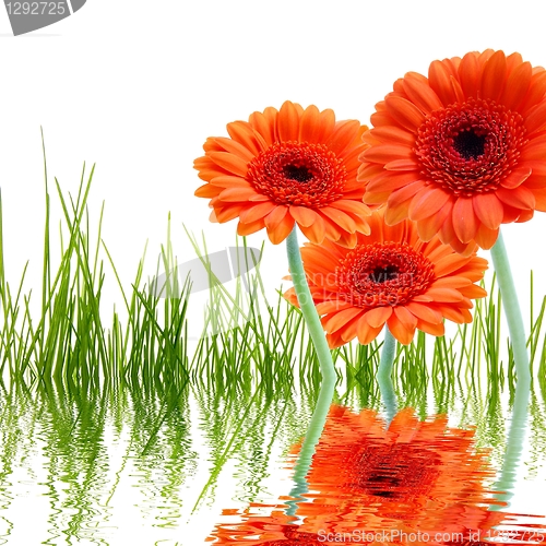 Image of flowers