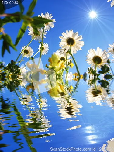 Image of daisy flower